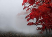 全国排名专科学校师范类有哪些？ | 师范高等专科学校排名