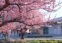 潍坊职业学院梅，这所院校的梅花背后有何独特故事？