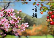 春华秋实成语