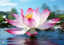 出水芙蓉成语
