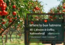 莱芜职业学院山楂哪里买？莱芜职业学院山楂采摘园推荐