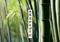 竹的成语
