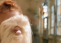 曹妃甸职业学院宿舍条件如何？学生满意度如何？配套设施有哪些？