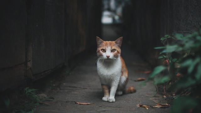 淘宝怎么引流浪