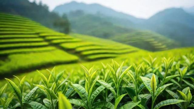 大足绿茶电商平台