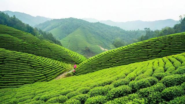 大足绿茶电商平台