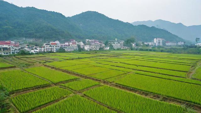 中国农业电商平台