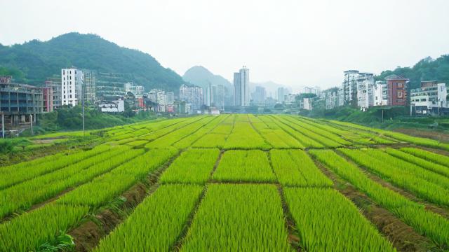 重庆农业电商平台