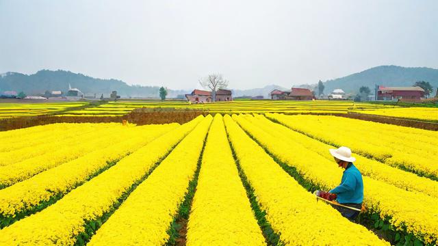 采菊人农业电商平台